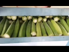 Heimstil-Vakuum-Trockner