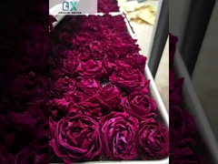 Luftkühlung Gemüsefriertrockner mit 100 kg/Liste Kapazität und Baosi oder Bitzer Vakuumpumpe